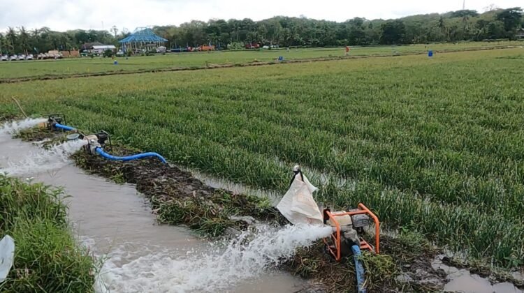 Program Pompanisasi Membuat Petani Lampung Bersemangat Tingkatkan Produksi