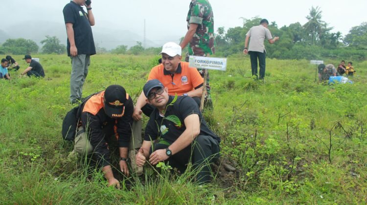 Menjelang Peringatan Tsunami, Pj. Bupati Taufik Bersama Forkopimda Tanam Pohon Tahiroe 