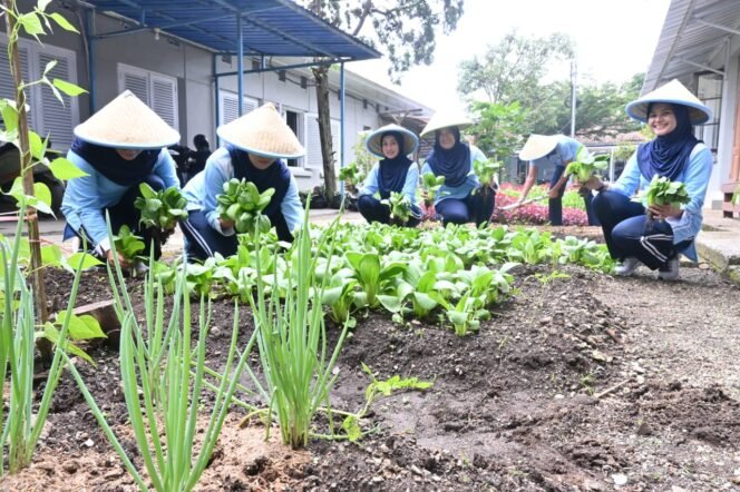 
					Lanud Husein Sastranegara Manfaatkan Lahan Kosong Tanam Sayuran