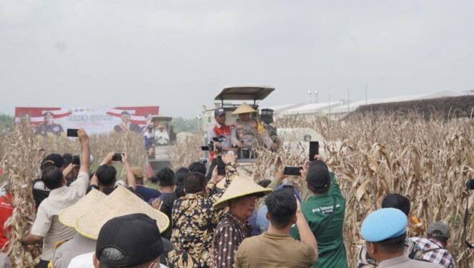 
					Kapolda Jatim Pimpin Panen Raya Jagung Hibrida di Sidoarjo