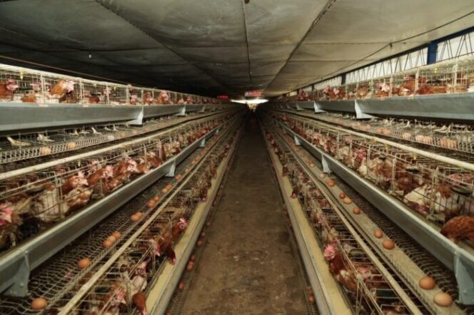 
					Badan Pangan Nasional Dorong Solidaritas Pangan Lewat Gerakan Bela Beli Daging Ayam Ras Peternak