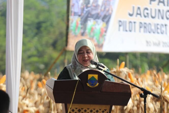 
					Kakorbinmas Baharkam Polri panen raya jagung hibrida bersama FKDB: Kolaborasi strategis wujudkan ketahanan pangan nasional