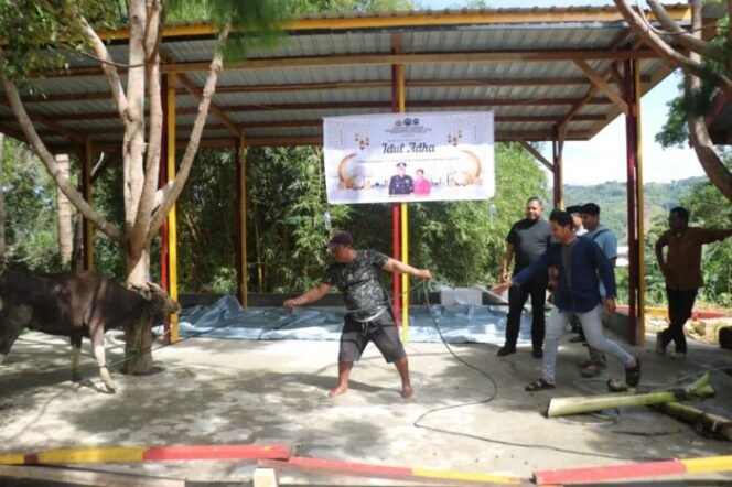 
					Idul Adha 1446 H, Satgas Gakkum ODC-2025 Sembelih 2 Ekor Sapi di Posko Jayapura