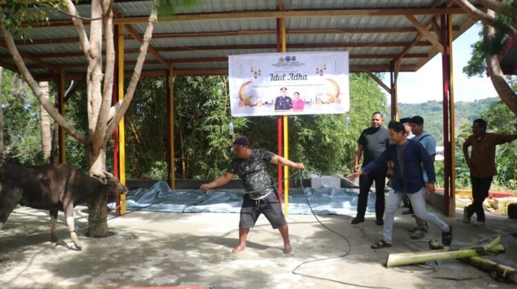 Idul Adha 1446 H, Satgas Gakkum ODC-2025 Sembelih 2 Ekor Sapi di Posko Jayapura