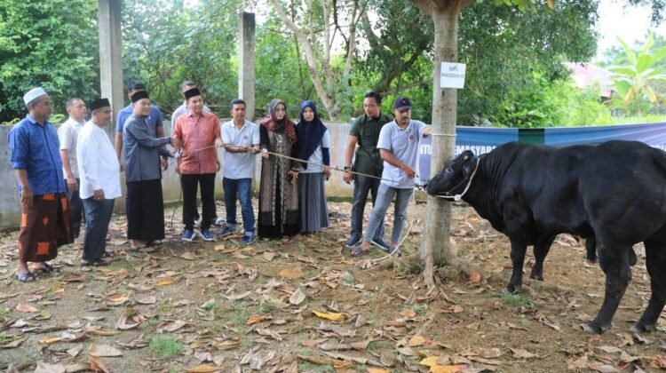 Ketika Sapi Kurban Menjadi Jembatan Silaturahmi dan Kepedulian