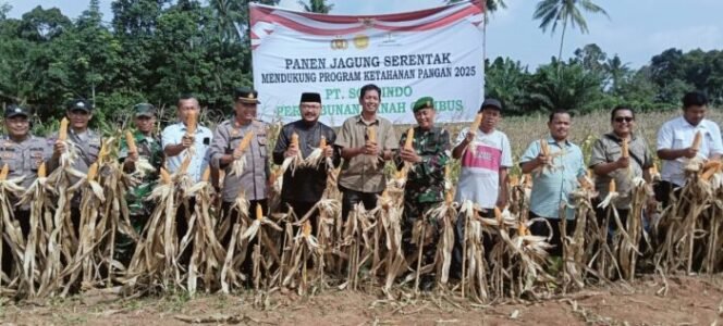 
					Polsek Lima Puluh Ikut Wujudkan Ketahanan Pangan Lewat Panen Jagung di Batu Bara