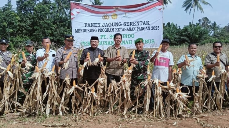 Polsek Lima Puluh Ikut Wujudkan Ketahanan Pangan Lewat Panen Jagung di Batu Bara