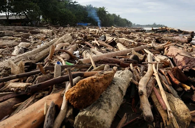 Tumpukan Kayu Ilegal Terbawa Banjir di Gampong Babah Krueng Aceh Utara, Akibat Penebangan Hutan Membabi Buta