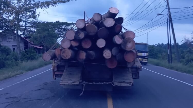 Banjir Belum Surut, Kayu Tetap Meluncur: Aceh Seolah Tak Pernah Belajar