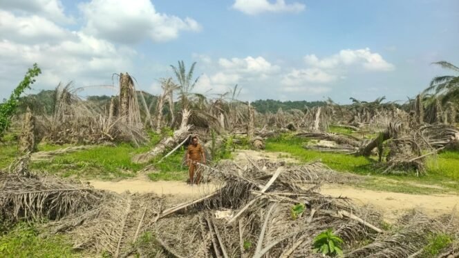 
					Lumpur Bertahan, Sawah Tak Tergarap dan Sawit Rusak: Petani Aceh Tamiang Menunggu Kepastian