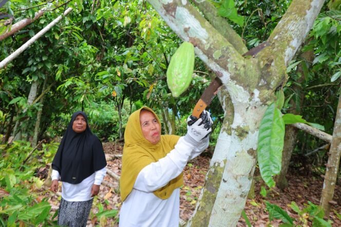 
					Perempuan Pejuang Nafkah: Dari Kebun Kakao hingga UMKM, Bangkit dari Keterbatasan