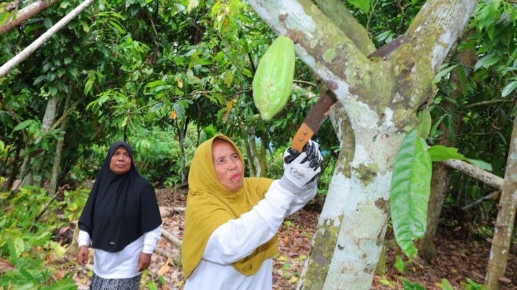 Perempuan Pejuang Nafkah: Dari Kebun Kakao hingga UMKM, Bangkit dari Keterbatasan