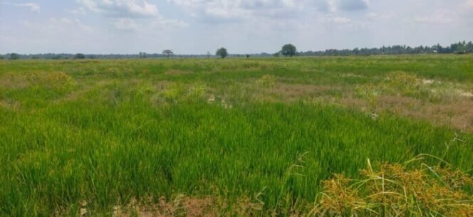 
					Janji Bantuan Mengalir, Petani Menjerit Gagal Tanam di Aceh Utara