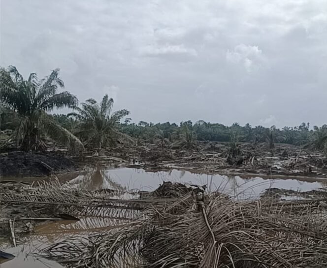 
					Pembukaan Lahan Sawit Masif Picu Banjir, Petani Menjerit Menanggung Kerugian