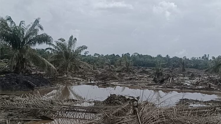 Pembukaan Lahan Sawit Masif Picu Banjir, Petani Menjerit Menanggung Kerugian
