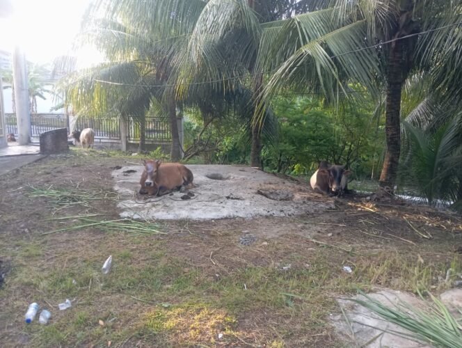 
					Rayakan Idul Adha 1447 H, Warga Dusun Buket Rata Punteut Sembelih 5 Ekor Lembu dan 5 Ekor Kambing