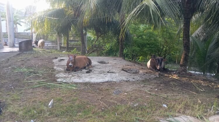 Rayakan Idul Adha 1447 H, Warga Dusun Buket Rata Punteut Sembelih 5 Ekor Lembu dan 5 Ekor Kambing