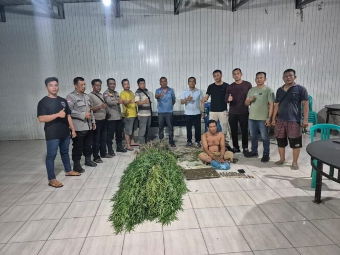
					Polisi Amankan Pria Pemilik Puluhan Paket dan Tanaman Ganja di Deli Serdang