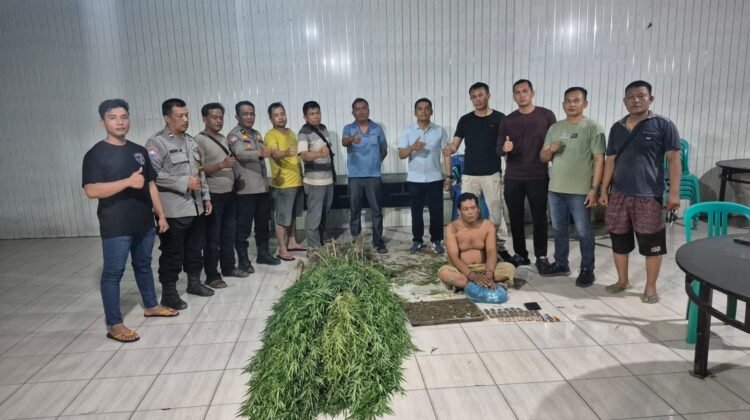 Polisi Amankan Pria Pemilik Puluhan Paket dan Tanaman Ganja di Deli Serdang