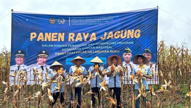 
					Dari Lahan Pembinaan ke Hasil Panen Melimpah, Lapas Labuhan Ruku Sukses Gelar Panen Raya Jagun