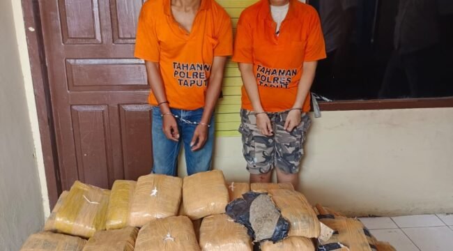 Kedua tersangka dengan barang bukti ganja diamankan, sementara salah seorang tersangka RHH dirawat di rumah sakit Tarutung.(harianpaparazzi.com/Humas Polres Taput)
