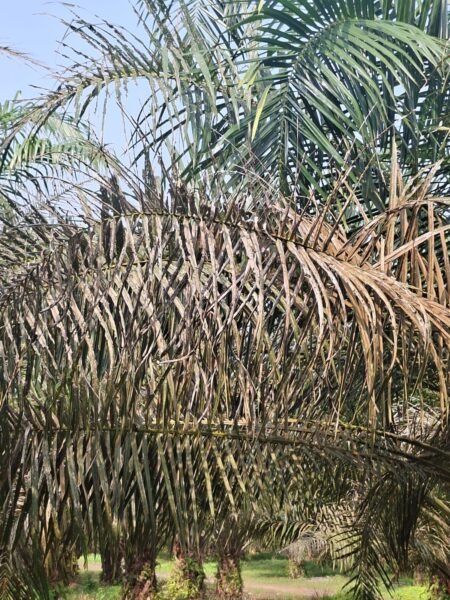 Hama UPDKS Meluas di Kebun PTPN IV Tanah Raja, Partai Buruh Soroti Perlindungan Aset Negara