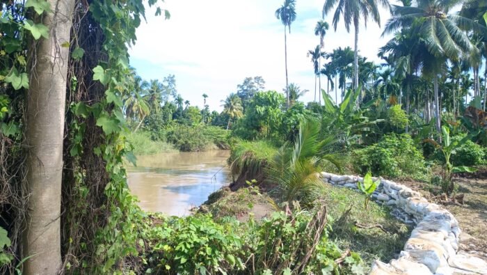 Tanggul Krueng Pase Jebol, Ratusan Hektare Sawah Terancam Banjir
